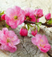 Dimex Sakura Wall Mural 225x250cm 3 Panels | Yourdecoration.co.uk