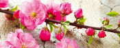 Dimex Sakura Wall Mural 375x150cm 5 Panels | Yourdecoration.co.uk