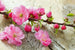 Dimex Sakura Wall Mural 375x250cm 5 Panels | Yourdecoration.co.uk