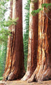 Dimex Sequoia Wall Mural 150x250cm 2 Panels | Yourdecoration.co.uk