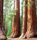 Dimex Sequoia Wall Mural 225x250cm 3 Panels | Yourdecoration.co.uk