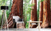 Dimex Sequoia Wall Mural 375x250cm 5 Panels Ambiance | Yourdecoration.co.uk