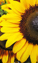 Dimex Sunflowers Wall Mural 150x250cm 2 Panels | Yourdecoration.co.uk