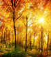 Dimex Sunny Forest Wall Mural 225x250cm 3 Panels | Yourdecoration.co.uk