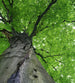 Dimex Treetop Wall Mural 225x250cm 3 Panels | Yourdecoration.co.uk