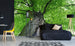 Dimex Treetop Wall Mural 375x250cm 5 Panels Ambiance | Yourdecoration.co.uk