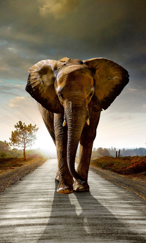 Dimex Walking Elephant Wall Mural 150x250cm 2 Panels | Yourdecoration.co.uk