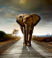 Dimex Walking Elephant Wall Mural 225x250cm 3 Panels | Yourdecoration.co.uk