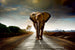 Dimex Walking Elephant Wall Mural 375x250cm 5 Panels | Yourdecoration.co.uk