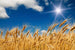 Dimex Wheat Field Wall Mural 375x250cm 5 Panels | Yourdecoration.co.uk