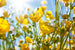 Dimex Yellow Flowers Wall Mural 375x250cm 5 Panels | Yourdecoration.co.uk