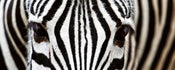 Dimex Zebra Wall Mural 375x150cm 5 Panels | Yourdecoration.co.uk