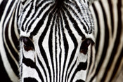 Dimex Zebra Wall Mural 375x250cm 5 Panels | Yourdecoration.co.uk