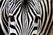 Dimex Zebra Wall Mural 375x250cm 5 Panels | Yourdecoration.co.uk