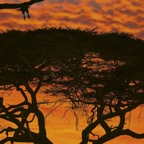 Komar African Sunset Wall Mural National Geographic 194x270cm | Yourdecoration.co.uk