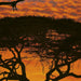 Komar African Sunset Wall Mural National Geographic 194x270cm | Yourdecoration.co.uk