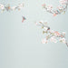 Komar Apple Bloom Non Woven Wall Murals 250x250cm 5 panels | Yourdecoration.co.uk