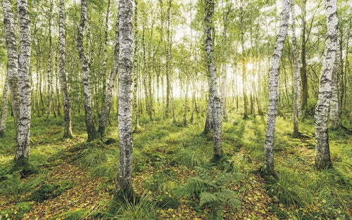 Komar Birch Trees Non Woven Wall Mural 400x250cm 4 Panels | Yourdecoration.co.uk