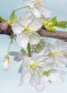 Komar Blossom Non Woven Wall Mural 184x248cm | Yourdecoration.co.uk