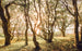 Komar Bold Birch Non Woven Wall Murals 400x250cm 4 panels | Yourdecoration.co.uk