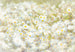 Komar Daisies Wall Mural 368x254cm | Yourdecoration.co.uk