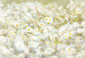 Komar Daisies Wall Mural 368x254cm | Yourdecoration.co.uk