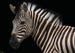 Komar Damara Zebra Non Woven Wall Mural 400X280Cm 6 Parts | Yourdecoration.co.uk