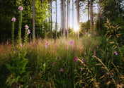 Komar Non Woven Wall Mural X7 1005 Summer Glade | Yourdecoration.co.uk