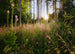 Komar Non Woven Wall Mural X7 1005 Summer Glade | Yourdecoration.co.uk