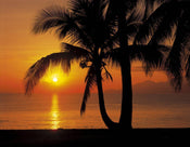 Komar Palmy Beach Sunrise Wall Mural 368x254cm | Yourdecoration.co.uk