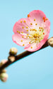 Komar Peach Blossom Wall Mural 150x250cm 3 Panels | Yourdecoration.co.uk