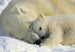 Komar Polar Bears Wall Mural 184x127cm | Yourdecoration.co.uk