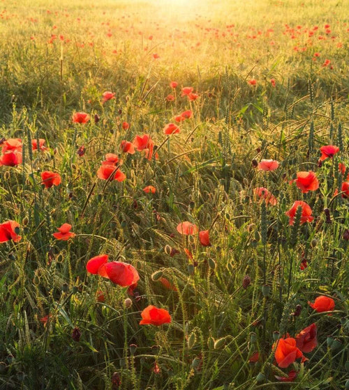 Komar Poppy World Non Woven Wall Mural 250x280cm 5 Panels | Yourdecoration.co.uk