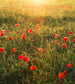 Komar Poppy World Non Woven Wall Mural 250x280cm 5 Panels | Yourdecoration.co.uk