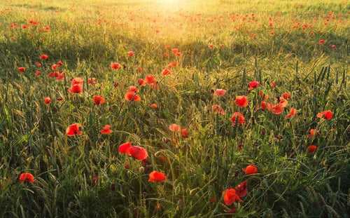 Komar Poppy World Non Woven Wall Mural 450x280cm 9 Panels | Yourdecoration.co.uk