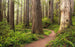 Komar Redwood Trail Non Woven Wall Mural 450x280cm 9 Panels | Yourdecoration.co.uk