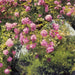 Komar Rose Garden Wall Mural 368x254cm | Yourdecoration.co.uk