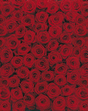 Komar Roses Wall Mural 194x270cm | Yourdecoration.co.uk