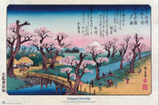 Poster Cherry Trees At Koganei Utagawa Hiroshige 61x91 5cm Grupo Erik GPE5930 | Yourdecoration.co.uk