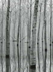 Wizard+Genius Birch Forest In The Water Non Woven Wall Mural 192x260cm 4 Panels | Yourdecoration.co.uk