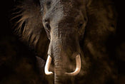 Wizard+Genius Elephant Ivory Non Woven Wall Mural 384x260cm 8 Panels | Yourdecoration.co.uk