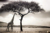 Wizard+Genius Giraffe Safari Non Woven Wall Mural 384x260cm 8 Panels | Yourdecoration.co.uk