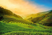 Wizard+Genius Terraced Rice Field In Vietnam Non Woven Wall Mural 384x260cm 8 Panels | Yourdecoration.co.uk