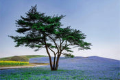 Wizard+Genius Tree in Blue Flower Field in Japan Non Woven Wall Mural 384x260cm 8 Panels | Yourdecoration.co.uk