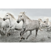Grupo Erik GPE5238 White Horses Poster 91,5X61cm | Yourdecoration.co.uk