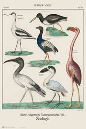 Grupo Erik GPE5539 Vintage Birds Poster 61X91,5cm | Yourdecoration.co.uk