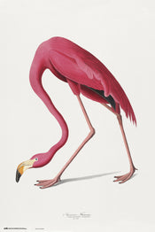 Grupo Erik GPE5541 American Flamingo Poster 61X91,5cm | Yourdecoration.co.uk