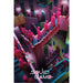 Poster Squid game Crazy Stairs 61x91 5cm Pyramid PP35008 | Yourdecoration.co.uk