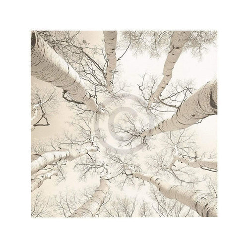 Adam Brock Silver Birch Art Print 51x51cm | Yourdecoration.co.uk