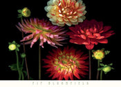 Pip Bloomfield Dahlia Garden Art Print 91x66cm | Yourdecoration.co.uk